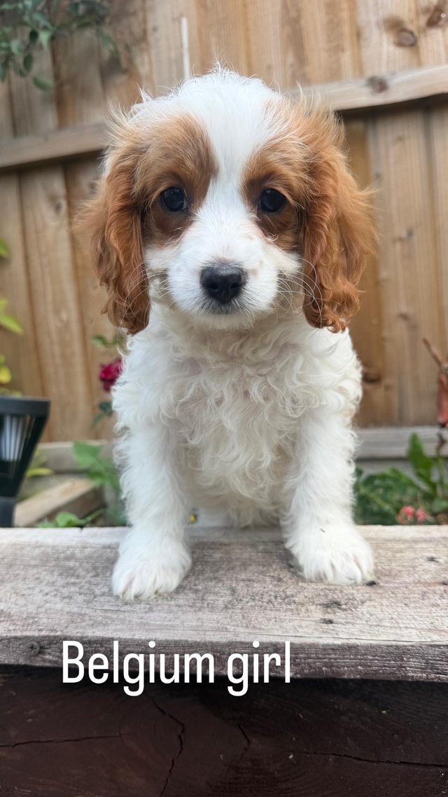 Lovely Cavapoo puppy’s ready now — photo 2 of 4