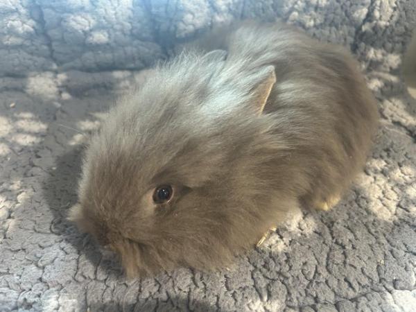 Image 22 of Lovely baby lionheads, males and females