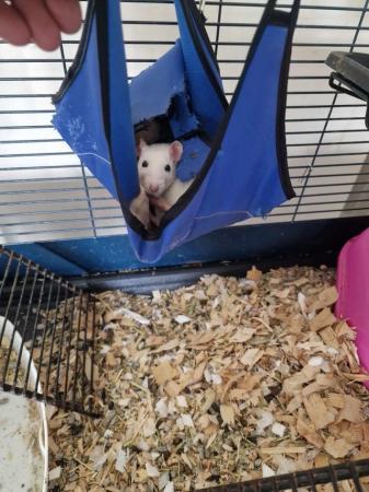 Image 3 of 2 x female rats plus cage.