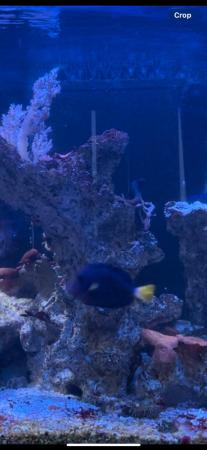 Image 3 of Purple Tang Marine Fish 2 Years Old Reef Safe