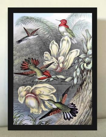 Image 1 of Kingfishers A3 framed print art picture 34x45cm