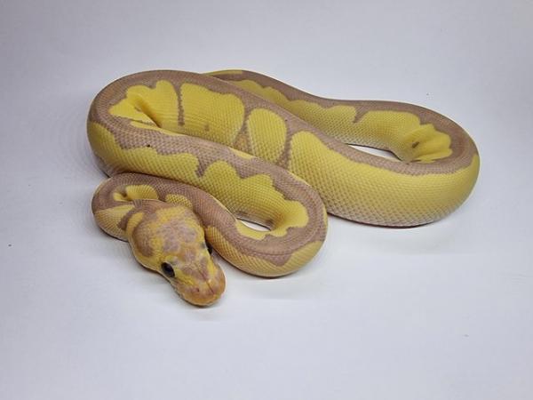 Image 3 of Banana Clown Royal / Ball Python Male