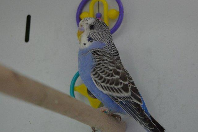 Image 1 of Baby Budgies for Sale at Animaltastic