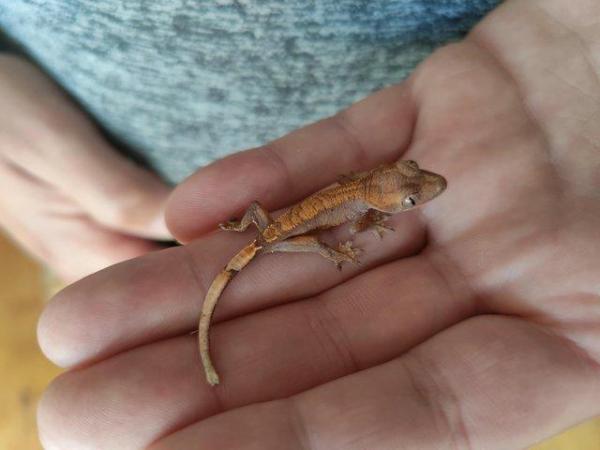 Image 8 of baby crested Geckos for sale..