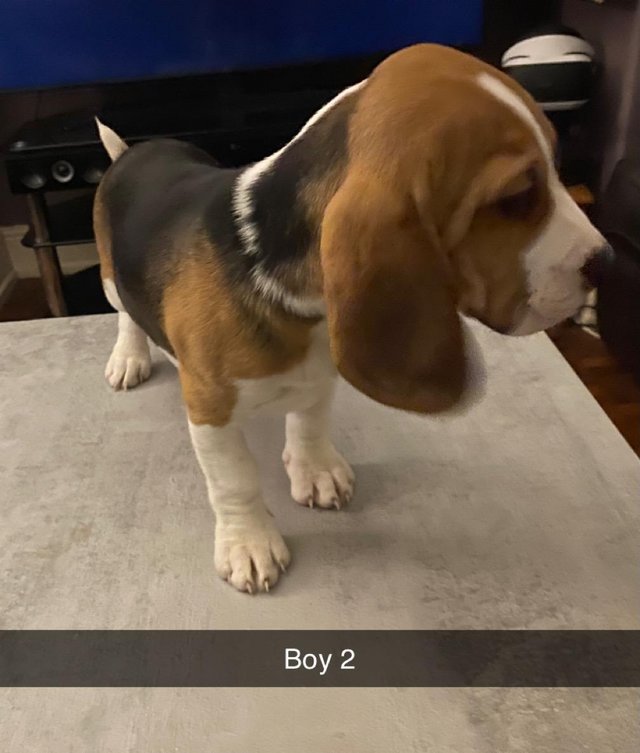 Preview of the first image of 3 pedigree beagle puppies for sale.
