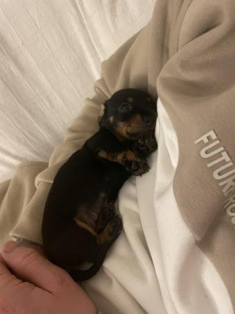 Image 8 of Miniature Black and Tan dachshunds puppies