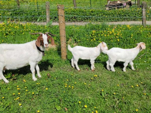 Image 2 of 2 Boer nanny goats with wether kids at foot
