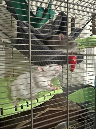 Image 1 of 2 Male Rats (10 months old)
