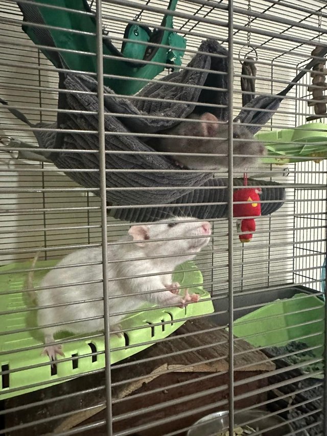 Preview of the first image of 2 Male Rats (10 months old).
