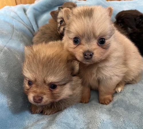 Image 11 of Beautiful Pomeranian x Chihuahua Puppies