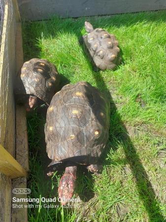 Image 1 of Tortoise Brazilian Cherryhead/Redfoots Breeding Trio