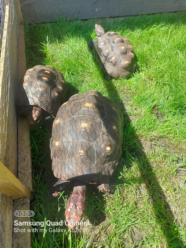 Preview of the first image of Tortoise Brazilian Cherryhead/Redfoots Breeding Trio.