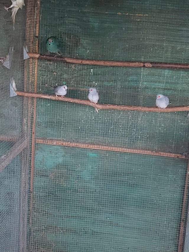 Preview of the first image of WANTED- PIED DIAMOND DOVE HENS.