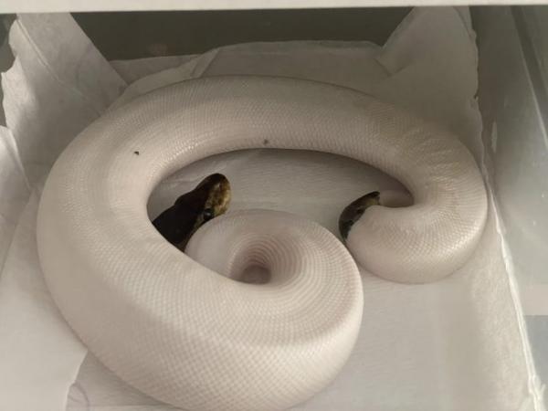 Image 6 of Royal python collection and snake racks ball python