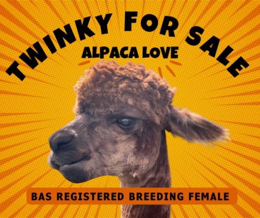Image 3 of Twinky Huacaya Breeding BAS registered Alpaca for Sale
