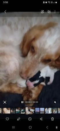 Image 6 of 13 week old working Cocker Spaniel  dog pup