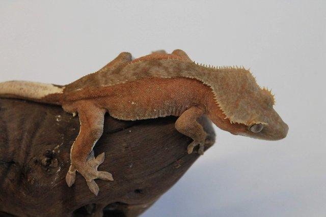 Image 16 of Crested geckos males and females