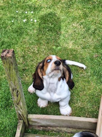Image 6 of Basset hound puppies ready for new homes