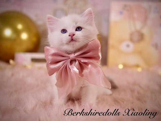 Preview of the first image of Absolutely beautiful pedigree ragdoll kittens.