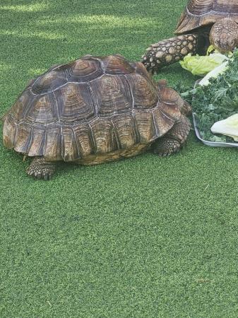 Image 4 of Adult Sulcata tortoises (breeding trio)