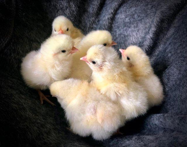 Preview of the first image of Day Old Chicks of Various Breeds.