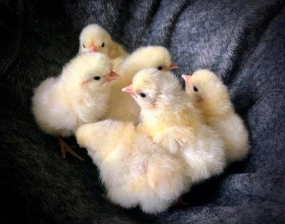Image 1 of Day Old Chicks of Various Breeds