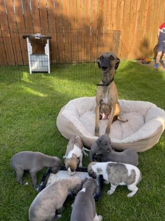 Image 2 of READY 6/7/24 Adorable homebred KC registered Whippet pups
