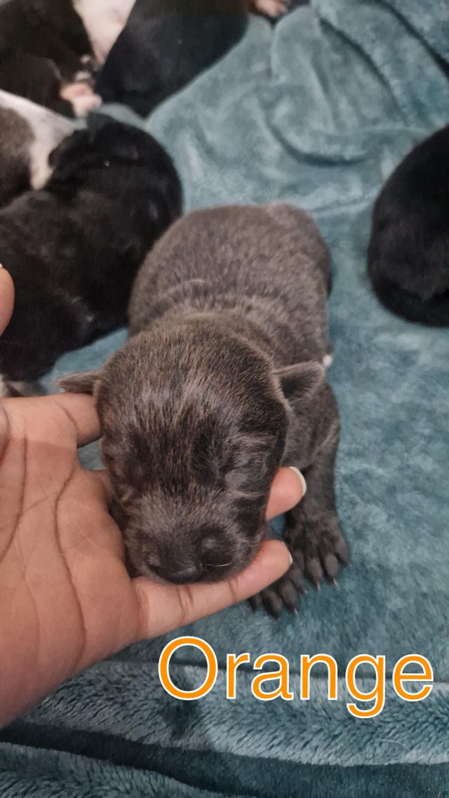 Preview of the first image of Beautiful Gsd x puppies (rare colour).