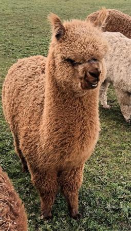 Image 2 of Alpaca pet males BAS registered ready to find a loving home