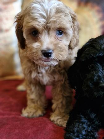 Image 8 of Adorable F1b multicolour cavapoo pups. health tested parents
