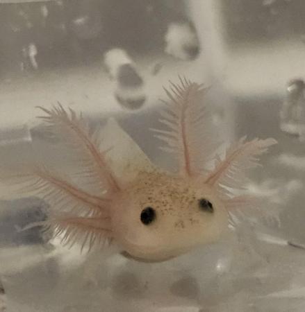 Image 8 of Beautiful axolotls ready for there forever waters