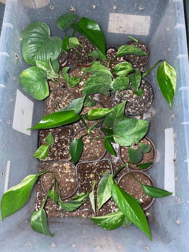 Preview of the first image of Epipremnum aureum Marbled Queen(Rooted, Potted Plants).