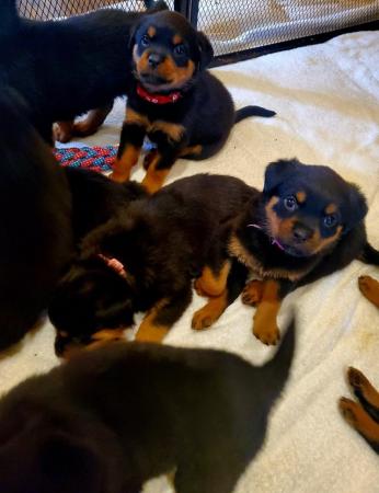 Image 13 of Last Gorgeous Rottweiler Girl Pup KC Reg Ready Now