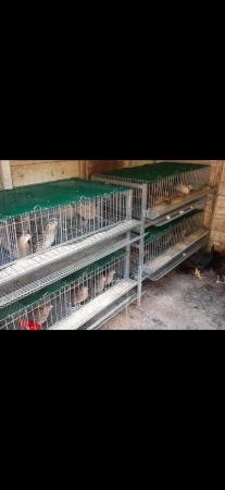 Image 2 of Quail Roller Cages for sale