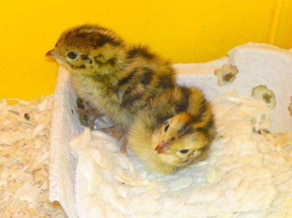 Image 2 of Japanese and Italian (coturnix) quail for sale from