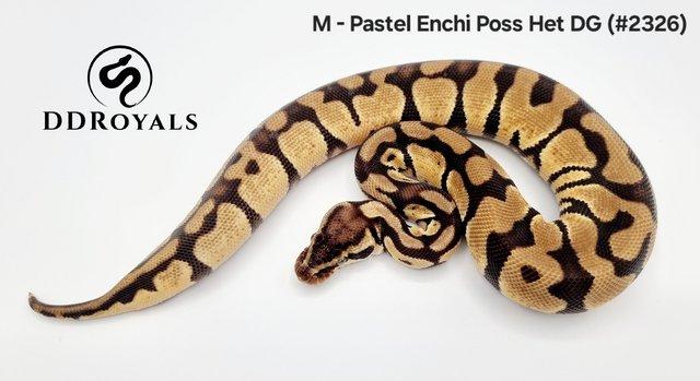 Image 18 of Royal Pythons: Pieds, Desert Ghosts. ADULTS AND HATCHLINGS
