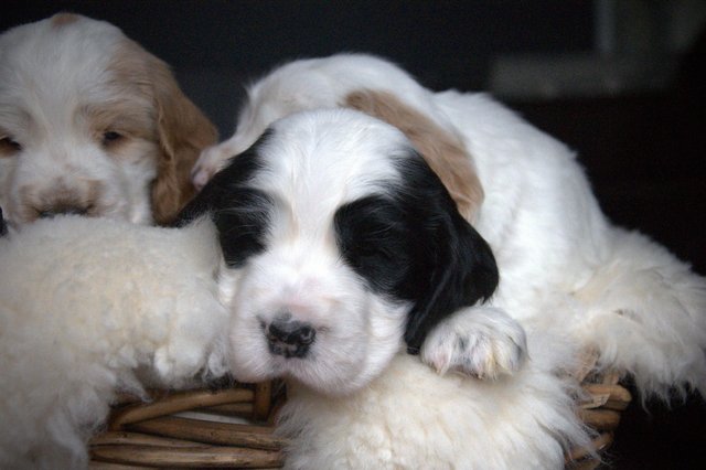 Image 36 of Show Cocker Puppies (KC Registered and fully health tested)