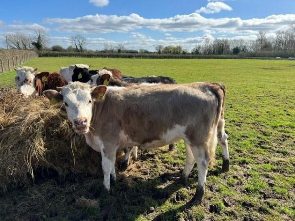 Image 5 of 11 Month old Hereford cross heifers x 3