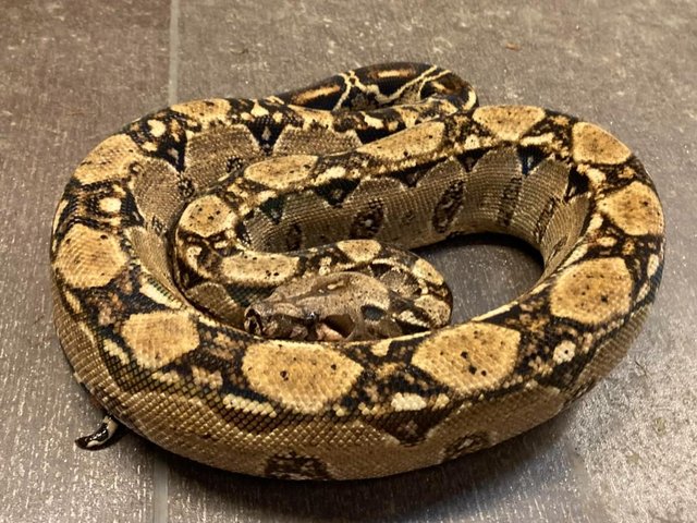 Preview of the first image of 2021 male Boa 100% het Leopard.