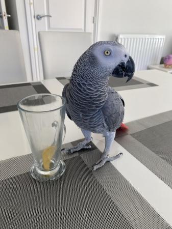 Image 3 of 4 years old big and healthy African Grey boy
