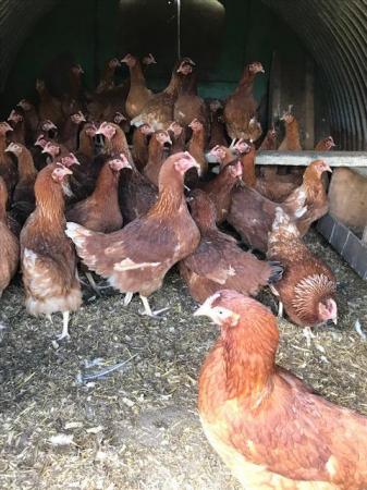 Image 1 of Point of Lay Pullets...............