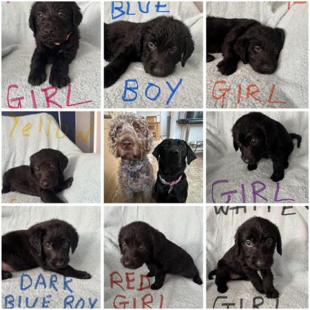 Image 11 of Labradoodle F1B puppies REDUCED 3 LEFT