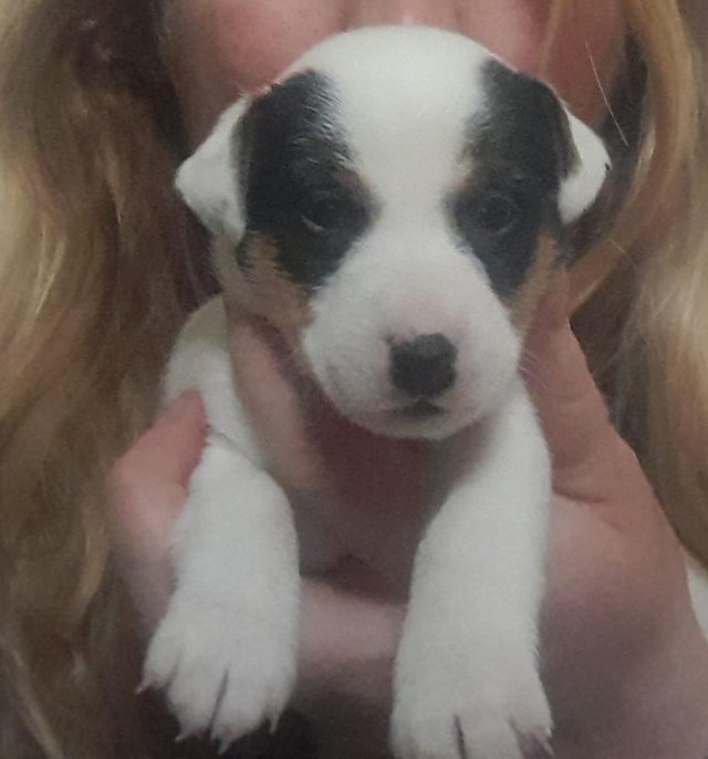 Preloved parson hot sale russell terrier