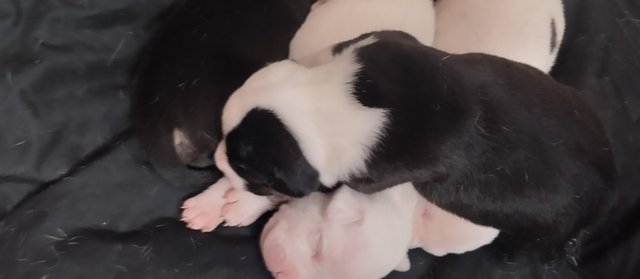 Image 4 of Staffordshire bull terrier pups