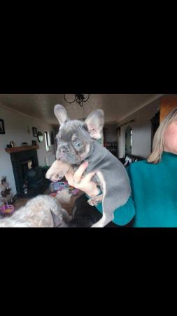 Image 2 of 10 week old Registered Frenchies