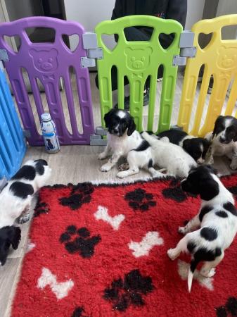 Image 12 of Ready now 4 left!  Springer spaniel puppies