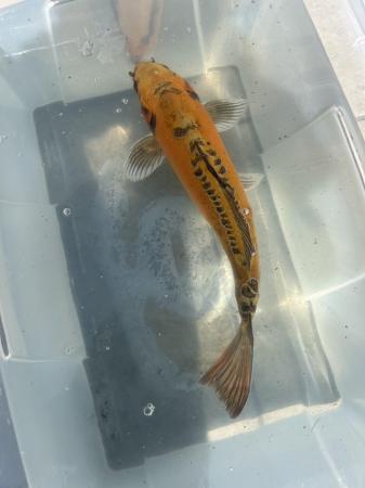 Image 1 of 2 Koi Carp for sale 14/18 inches