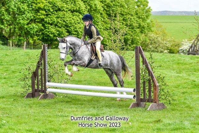 Preview of the first image of Attractive Welsh sec B gelding 5yo, WHP, Showjumping , PC..
