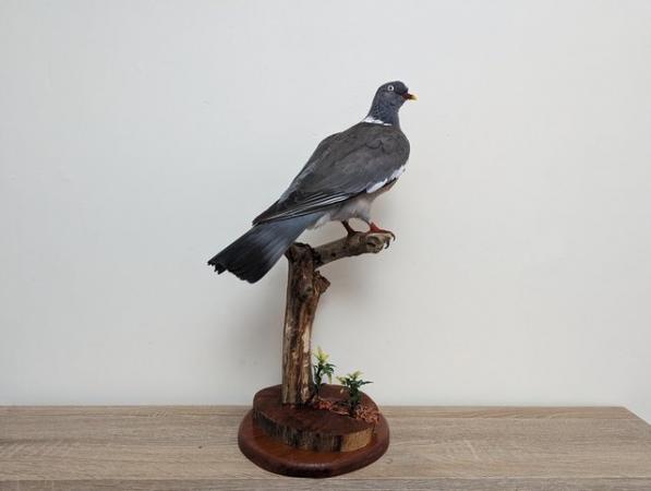 Image 8 of Taxidermy, Antique Collectables, Taxidermy Mounts,