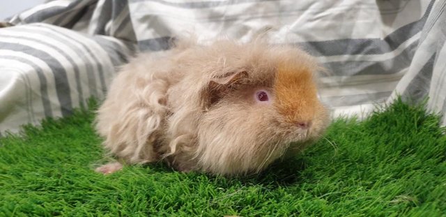 Image 3 of Various Sows (Female) Guinea Pigs for Sale